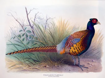 Phasianus vlangali, ca. 1896-1921